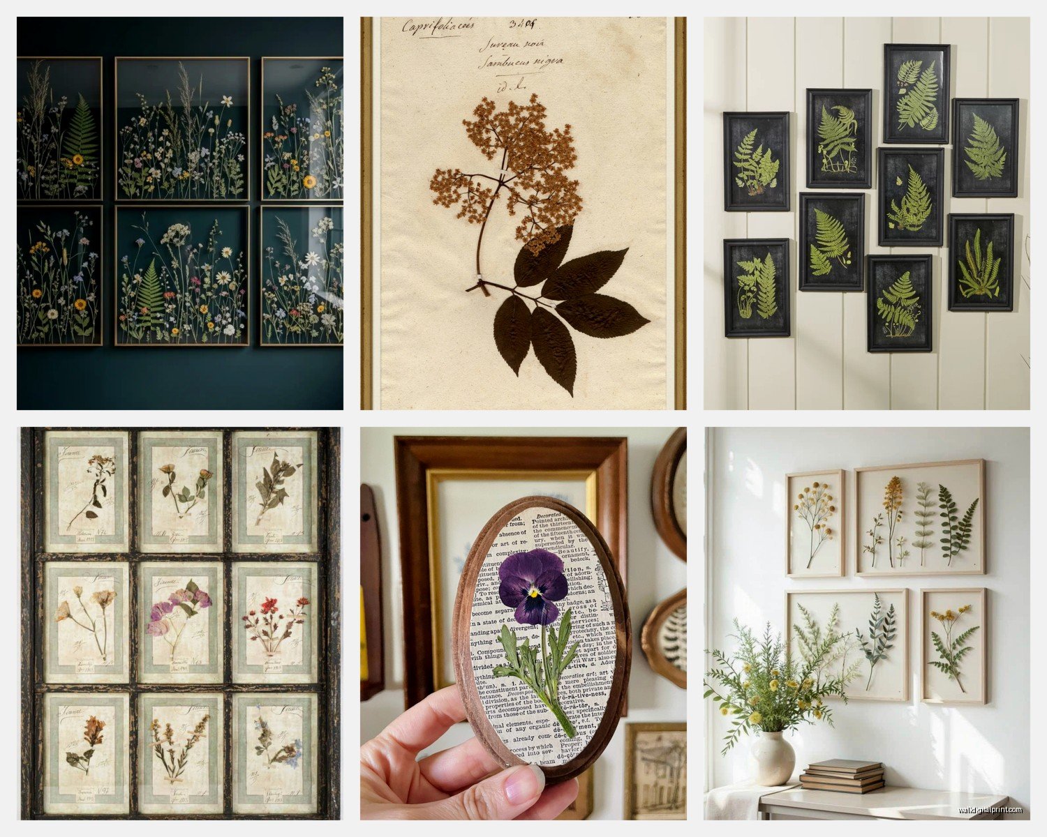 Pressed Botanical Wall Art: Dried Preserved Plant Art
