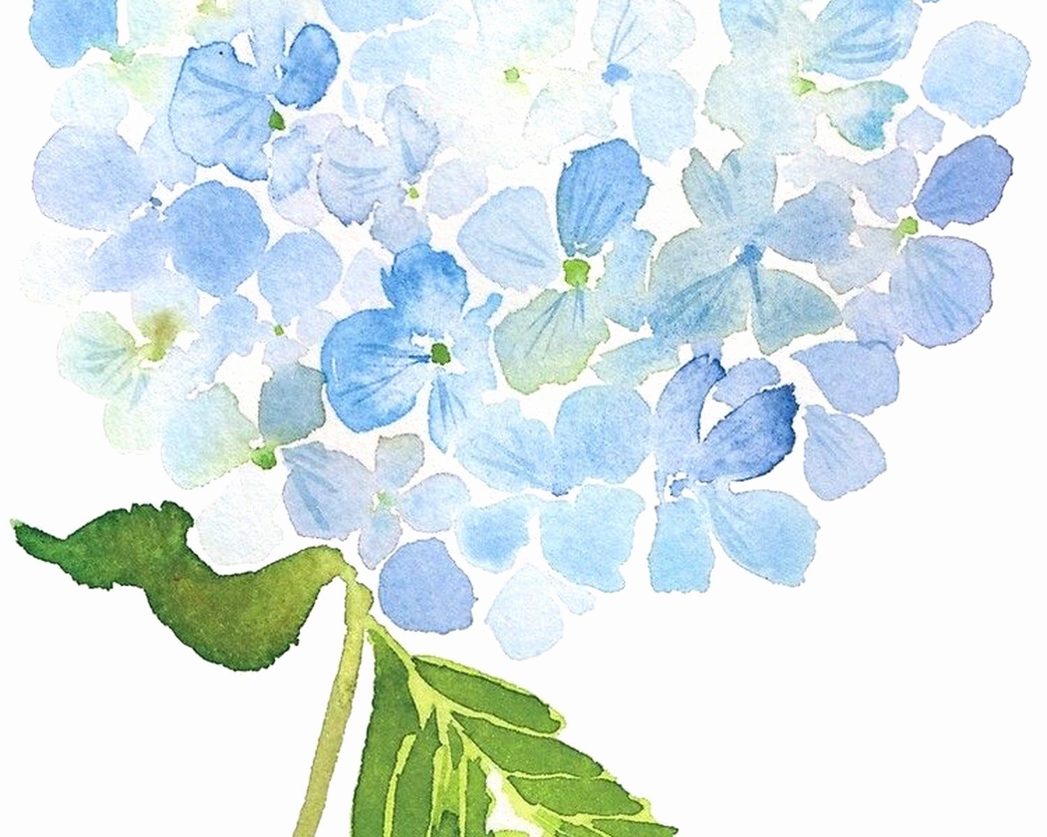 Hydrangea Wall Art: Blue Pink Flower Bush Garden Bloom